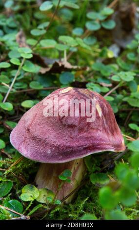 Ungenießbarer Pilz wächst in Wäldern Mitteleuropa, Tricholomopsis rutilans. Schöner roter und gelber Pilz Stockfoto