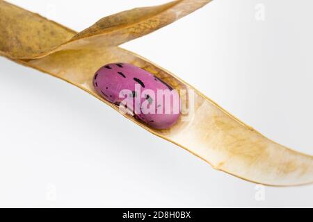 Diese Borlotti Bohnen wurden in unserem Zuteilung in Edinburgh, Schottland angebaut und zum Trocknen gelassen, so dass sie Samen für das nächste Jahr sein können. Stockfoto