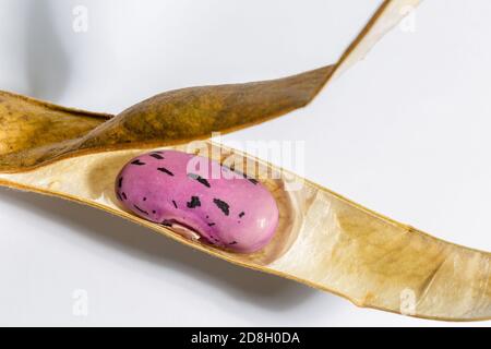 Diese Borlotti Bohnen wurden in unserem Zuteilung in Edinburgh, Schottland angebaut und zum Trocknen gelassen, so dass sie Samen für das nächste Jahr sein können. Stockfoto