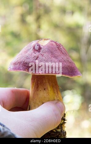 Ungenießbarer Pilz wächst in Wäldern Mitteleuropa, Tricholomopsis rutilans. Schöner roter und gelber Pilz Stockfoto