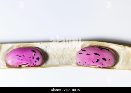 Zwei Borlotti Bohnen in der Hülse. Diese Bohnen wurden in unserer Zuteilung in Edinburgh, Schottland angebaut und zum Trocknen gelassen, so dass sie Samen für das nächste Jahr sein können. Stockfoto