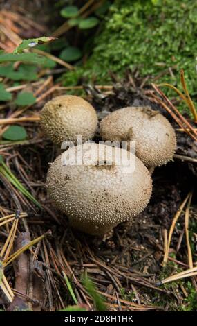 Gemeiner Kugelkopf, warted Kugelkopf Lycoperdon perlatum in Kiefernwald. Reife Pilze. Reif - nicht essbar Stockfoto