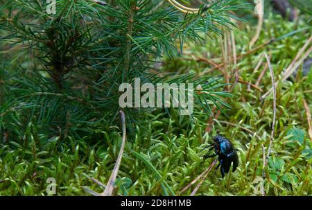 dor Käfer, Geotrupes stercorosus unter Moos. Dora Käfer, Geotrupes stercorosus unter dem Moos. Blauer und schwarzer Käfer im Wald Stockfoto