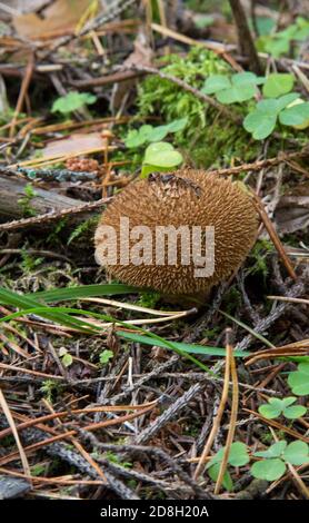 Gemeiner Kugelkopf, warted Kugelkopf Lycoperdon perlatum in Kiefernwald. Reife Pilze. Reif - nicht essbar Stockfoto