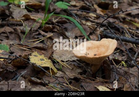 Pilz genannt Clitocybe Gibba. Gläserner Pilz im Herbstwald Stockfoto