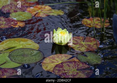 Selektive Nahaufnahme einer gelben Lotusblume auf einem Teich mit Wasser taut vom Regen Stockfoto