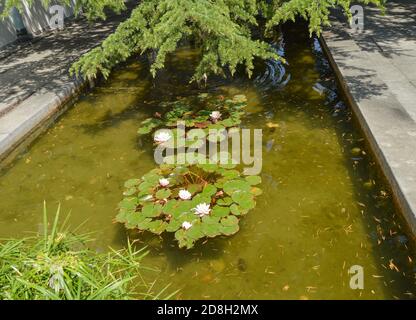 Künstlicher Teich im Park mit blühenden Lilien Stockfoto