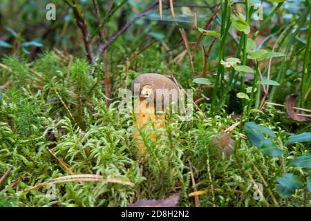 Nahaufnahme des im Herbstwald wachsenden Ölboletus appendiculatus. Stockfoto