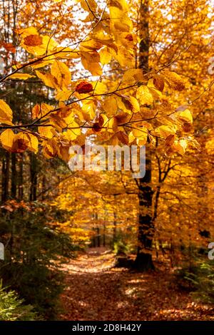 Herbst im Hochland, tschechische republik Stockfoto