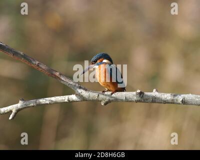 Eisvogel auf AST thront Stockfoto