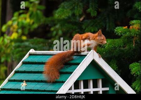 Ein Eichhörnchen sucht Nahrung in einem grünen Vogelhaus auf einem Regnerischer Herbsttag Stockfoto