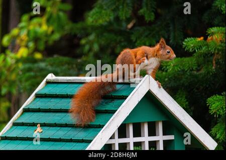 Ein Eichhörnchen sucht Nahrung in einem grünen Vogelhaus auf einem Regnerischer Herbsttag Stockfoto