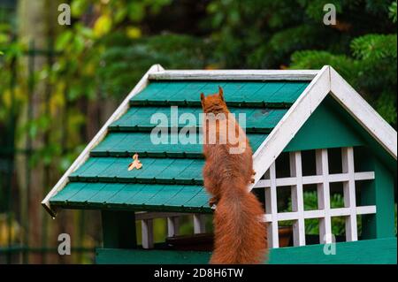 Ein Eichhörnchen sucht Nahrung in einem grünen Vogelhaus auf einem Regnerischer Herbsttag Stockfoto