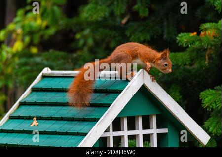 Ein Eichhörnchen sucht Nahrung in einem grünen Vogelhaus auf einem Regnerischer Herbsttag Stockfoto