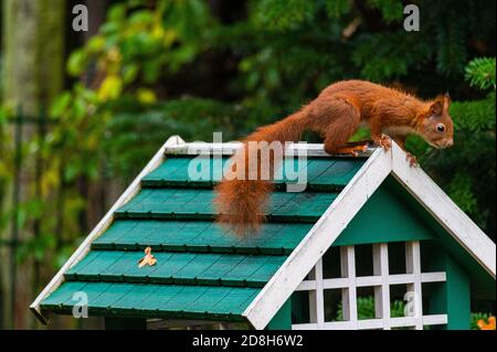 Ein Eichhörnchen sucht Nahrung in einem grünen Vogelhaus auf einem Regnerischer Herbsttag Stockfoto