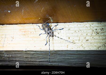 Der holzzerstörende Kiefer-Sägekäfer, Monochamus galloprovincialis, in Pruhonice, Mittelböhmische Region, Tschechische Republik, 29. Juni 2020. (CTK-Foto Stockfoto