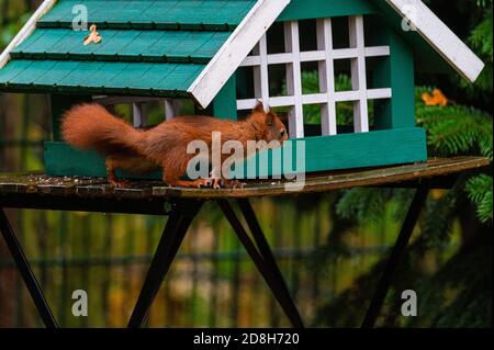 Ein Eichhörnchen sucht Nahrung in einem grünen Vogelhaus auf einem Regnerischer Herbsttag Stockfoto