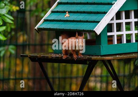 Ein Eichhörnchen sucht Nahrung in einem grünen Vogelhaus auf einem Regnerischer Herbsttag Stockfoto