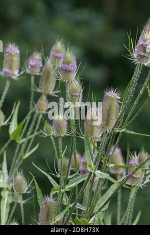 Wilde Karde, Karde, Karden, Blüten, Blüten, Dipsacus fullonum, Dipsacus sylvestris, Fuller's Teel, Wildteelöffel, Teelöffel, gemeinsamer Teelöffel, La Cardère sau Stockfoto