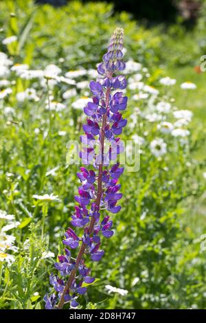 Vielblättrige Lupin, Stauden-Lupin, Staudenlupin, Lupin, Lupinen, Lupinus polyphyllus, großblättrige Lupin, Lupin, großblättrige Lupin, Gartenlupi Stockfoto