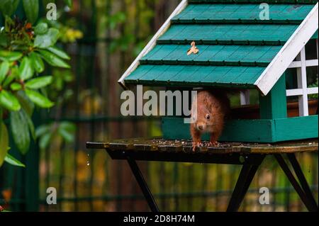 Ein Eichhörnchen sucht Nahrung in einem grünen Vogelhaus auf einem Regnerischer Herbsttag Stockfoto