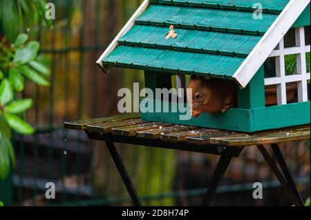 Ein Eichhörnchen sucht Nahrung in einem grünen Vogelhaus auf einem Regnerischer Herbsttag Stockfoto