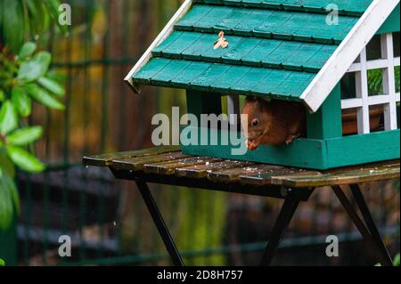 Ein Eichhörnchen sucht Nahrung in einem grünen Vogelhaus auf einem Regnerischer Herbsttag Stockfoto