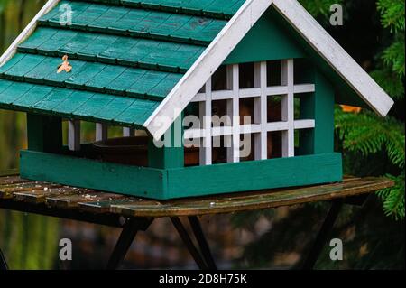 Ein Eichhörnchen sucht Nahrung in einem grünen Vogelhaus auf einem Regnerischer Herbsttag Stockfoto