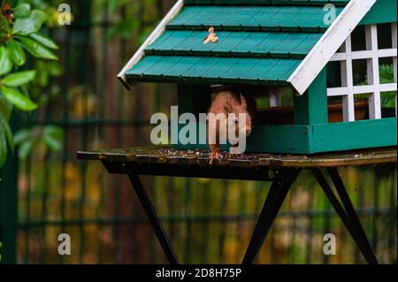 Ein Eichhörnchen sucht Nahrung in einem grünen Vogelhaus auf einem Regnerischer Herbsttag Stockfoto