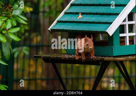 Ein Eichhörnchen sucht Nahrung in einem grünen Vogelhaus auf einem Regnerischer Herbsttag Stockfoto