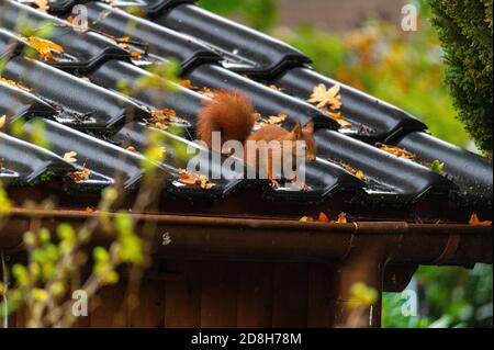 Ein Eichhörnchen läuft über ein kleines Hausdach auf einem Nasser Herbsttag Stockfoto