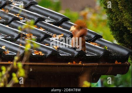 Ein Eichhörnchen läuft über ein kleines Hausdach auf einem Nasser Herbsttag Stockfoto