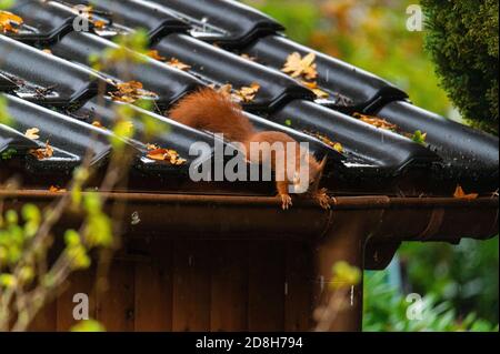 Ein Eichhörnchen läuft über ein kleines Hausdach auf einem Nasser Herbsttag Stockfoto