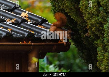 Ein Eichhörnchen läuft über ein kleines Hausdach auf einem Nasser Herbsttag Stockfoto