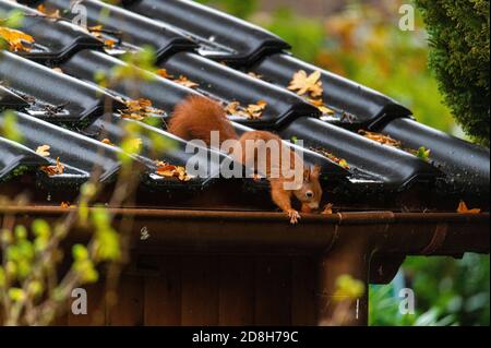 Ein Eichhörnchen läuft über ein kleines Hausdach auf einem Nasser Herbsttag Stockfoto