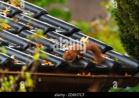 Ein Eichhörnchen läuft über ein kleines Hausdach auf einem Nasser Herbsttag Stockfoto