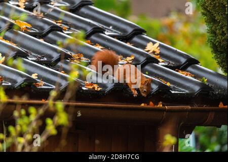 Ein Eichhörnchen läuft über ein kleines Hausdach auf einem Nasser Herbsttag Stockfoto