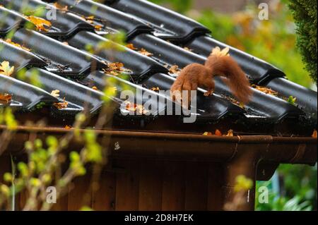 Ein Eichhörnchen läuft über ein kleines Hausdach auf einem Nasser Herbsttag Stockfoto