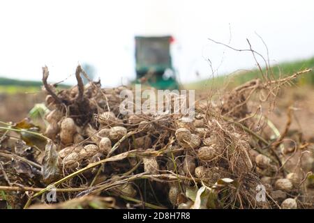 Eine landwirtschaftliche Maschine arbeitet auf dem Feld, um Erdnüsse in Yangjiatun Dorf, Liushanghe Stadt, Fengrun Bezirk, Tangshan Stadt, Nordchina Hebe zu ernten Stockfoto