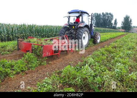 Eine landwirtschaftliche Maschine arbeitet auf dem Feld, um Erdnüsse in Yangjiatun Dorf, Liushanghe Stadt, Fengrun Bezirk, Tangshan Stadt, Nordchina Hebe zu ernten Stockfoto