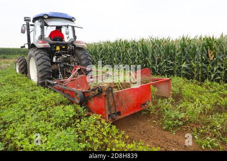 Eine landwirtschaftliche Maschine arbeitet auf dem Feld, um Erdnüsse in Yangjiatun Dorf, Liushanghe Stadt, Fengrun Bezirk, Tangshan Stadt, Nordchina Hebe zu ernten Stockfoto