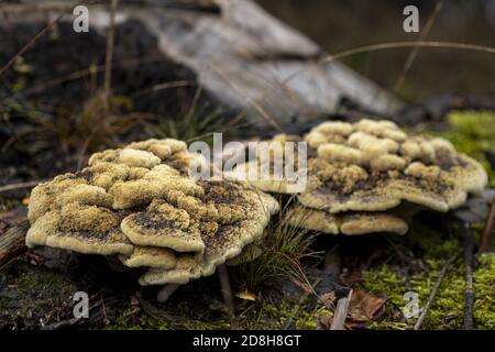 Pilz Herbst Saison Konzept. Stockfoto