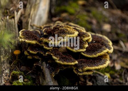 Pilz Herbst Saison Konzept. Stockfoto
