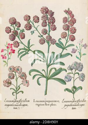 Leucoium purpureumva riegatum flore pleno, botanische Illustration von Basil Besler aus dem 1613 von Besler produzierten Codex The Hortus Eystettensis Stockfoto