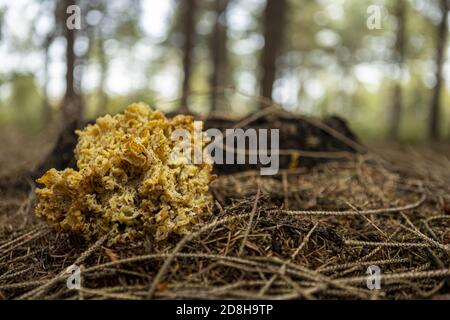 Herbstjahreszeit Pilz Konzept. Stockfoto