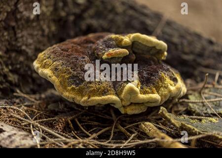 Pilz Herbst Saison Konzept. Stockfoto