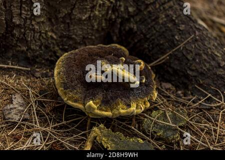 Pilz Herbst Saison Konzept. Stockfoto
