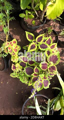 Landschaftlich schöner Blick auf Coleus Pflanzen auch Coleus blumei oder genannt Plectranthus scutellarioides Stockfoto