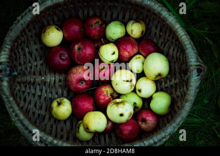 Rote und gelbe Äpfel im Strohkorb. Unschärfe-Unschärfe, Nahaufnahme. Stockfoto
