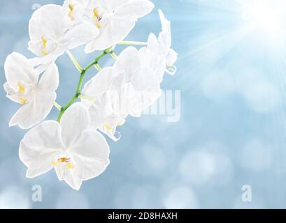Weiße Orchidee auf weichem blauen Hintergrund und Sonnenlicht Stockfoto